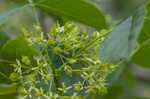 Common hoptree <BR>Wafer ash